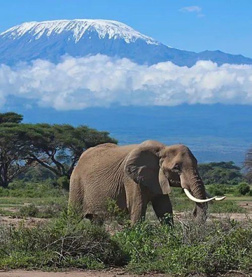 Kilimanjaro