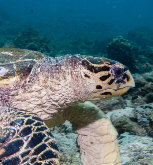 Oman_Diving_Turtle4