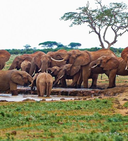 Tsavo East Wildlife