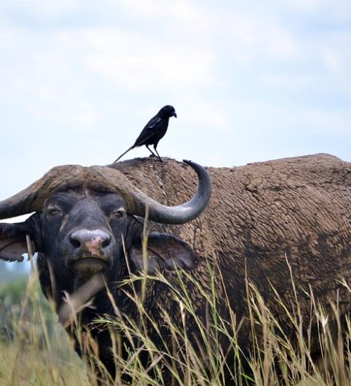 Buffalo with a sooty chat bird on his back