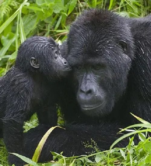 Uganda_gorilla
