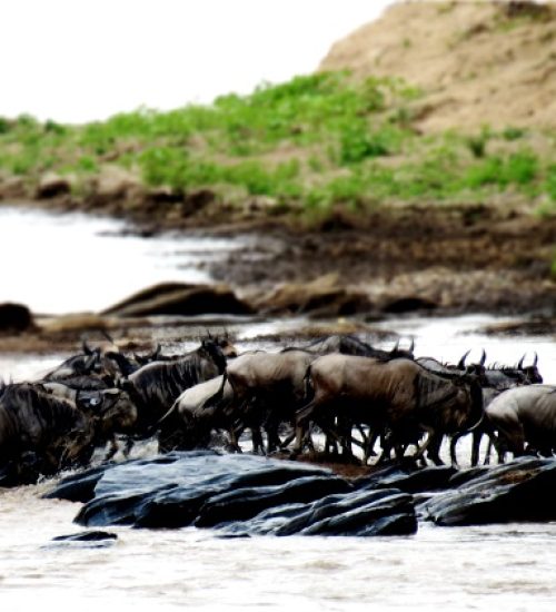 Wildebeest_50_migrazi